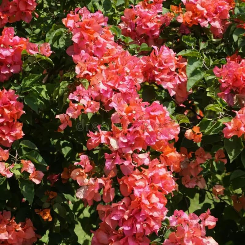 Set 2 Light Orange Bougainvillea Live Plants 4-7 Inches Tall, Vibrant Bumgainvillea Flowering Vines for Garden, Patio Containers and Indoor Growing
