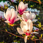 Saucer Magnolia Tree Live Plant in 2.5 Inches in Pot, Starter Plant, Fragrant Perennial Ornamental Plants Shrub for Outdoor Garden