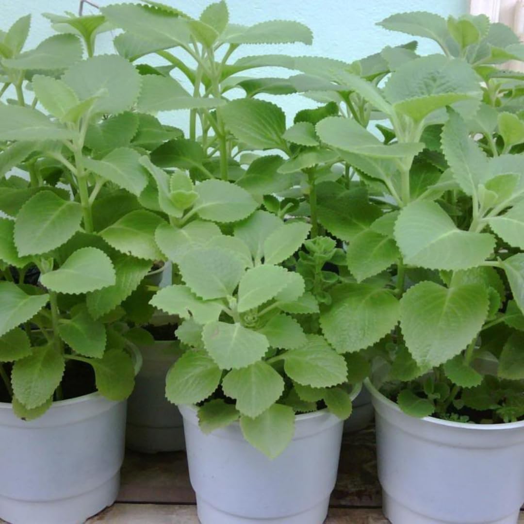 4 Live Cuban Oragano Plants, Cuban Oregano Plant Live in Pot, 4 to 6 Inches Tall, Cuban Oregano Starter Plants for Garden