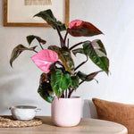 Pink Variegated Philodendron Plants Live, Rare Colors, No Pot, Random, Easy Care, Indoor Plant Houseplants Home Decor, 5-9" in Tall