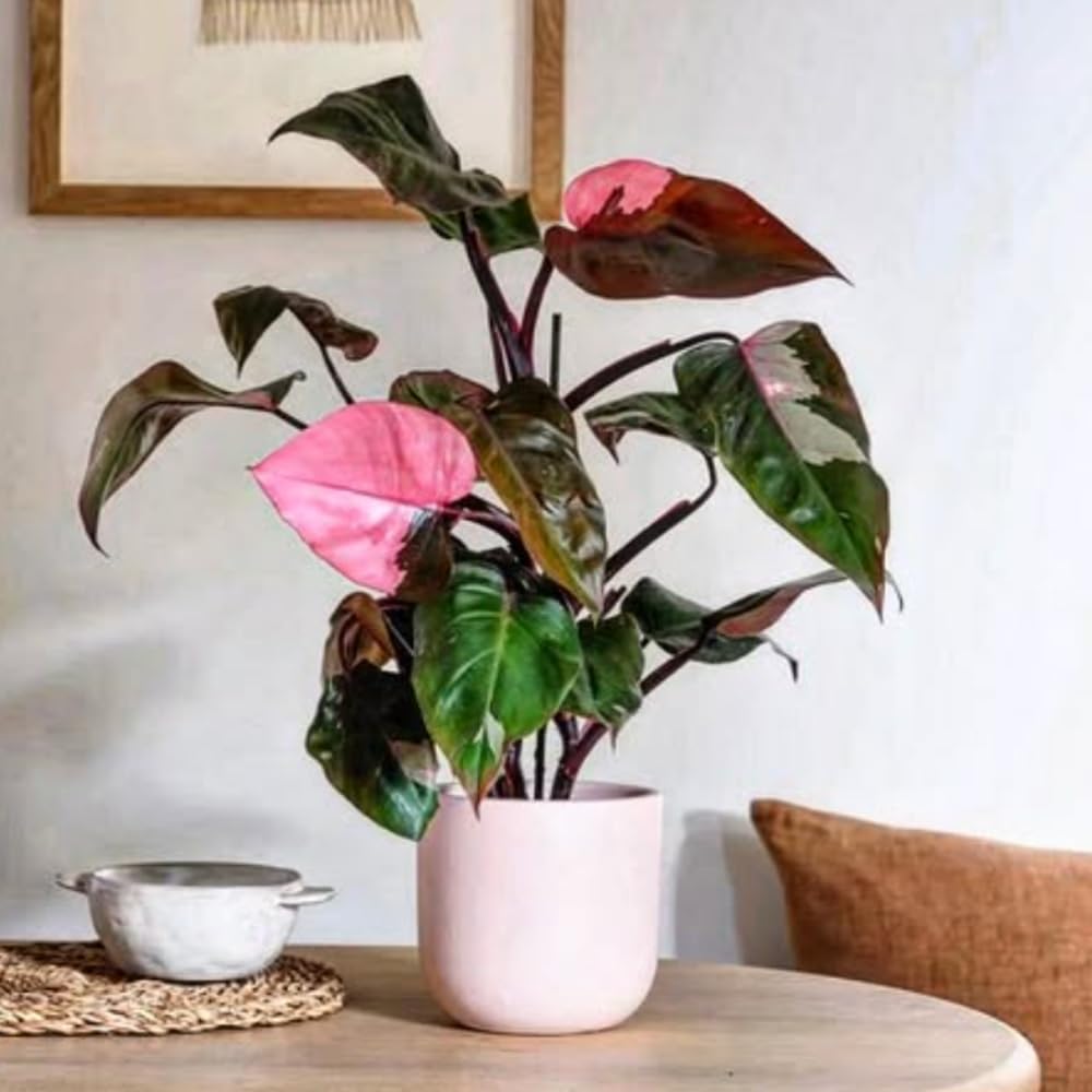 Pink Variegated Philodendron Plants Live, Rare Colors, No Pot, Random, Easy Care, Indoor Plant Houseplants Home Decor, 5-9" in Tall