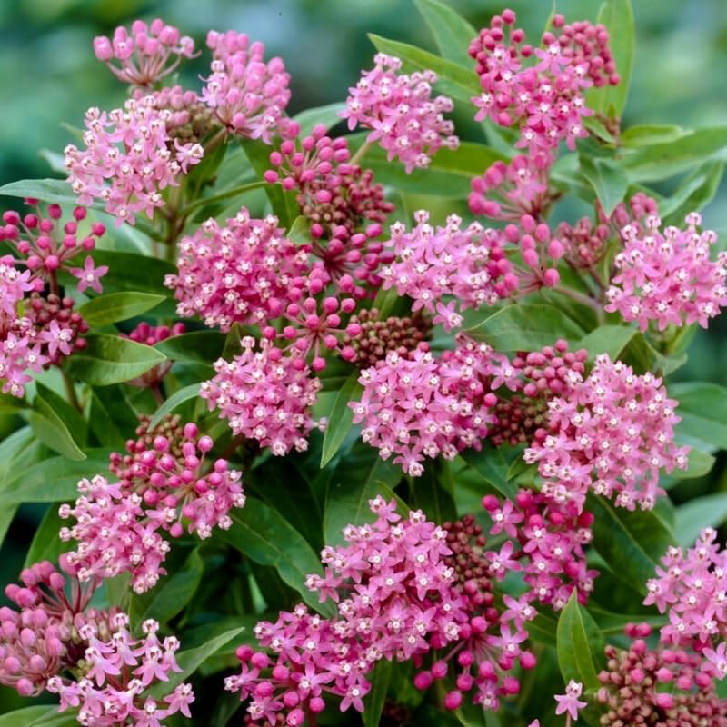 4 Milkweed Plants Live, Pink Butterfly Milkweed Asclepias Tuberosa Perennial Wildflowers Swamp Common Bush, 5-9" in Tall, No Pot