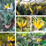 Bird of Paradise Plant Live, Yellow Bird of Paradise Live Plant from 9 to 12 Inches Tall, Flower Bush Plant
