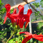 Red Honeysuckle Live Plant, Red Honeysuckle Plant Live, Honeysuckle Vine Bush for Planting, Bush Honeysuckle, 4-10 Inc Tall