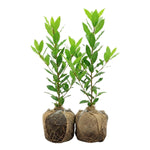 Set of 2 Sweet Bay Laruel Trees Live Plants, Bay Leaf Tree, True Laurus Nobilis Plants from 4 to 6 Inches Tall, Well-Rooted and Cold Hardy