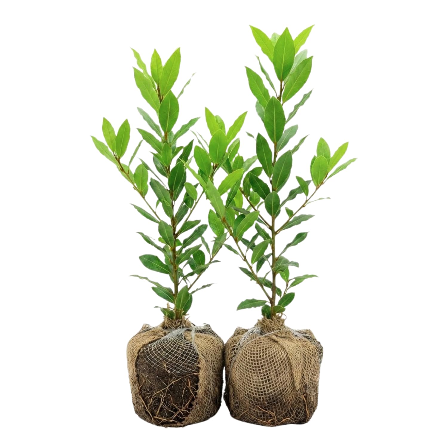 Set of 2 Sweet Bay Laruel Trees Live Plants, Bay Leaf Tree, True Laurus Nobilis Plants from 4 to 6 Inches Tall, Well-Rooted and Cold Hardy
