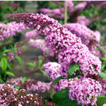 AVERAR 6 Months Old Pink Butterfly Bush Live Plant, Butterfly Bushes Ready to Plant Outdoor, Buddleia Plant Bush Shrub 5-7 Inches Tall, No Pot
