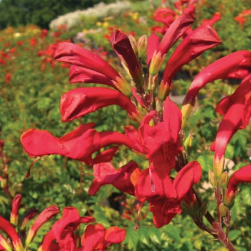 Red Honeysuckle Live Plant, Red Honeysuckle Plant Live, Honeysuckle Vine Bush for Planting, Bush Honeysuckle, 4-10 Inc Tall