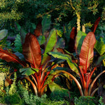 Red Banana Tree Live Plant, Edible Fruit, 4-6" Tall