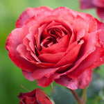 Rose Plant Live, Fragrant Heirloom Flower Bush, 5-10 Inch Tall, Grows as Climbing or Shrub for Outdoor Garden, No Pot (Hot Rose)