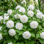 Impatiens Plant Live, White Double Impatiens Plant, 4-8 Inches Tall, Vibrant Perennial Flowers for Containers, Hanging Baskets and Garden Borders
