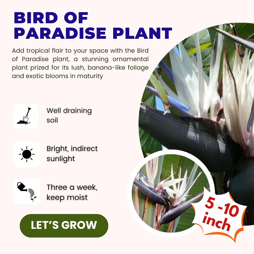 Bird of Paradise Plant Live Houseplant, 5 to 10 Inches Tall, Tropical Strelitzia Reginae Bird of Paradise Bush Live Plant (White Bird of Paradise)