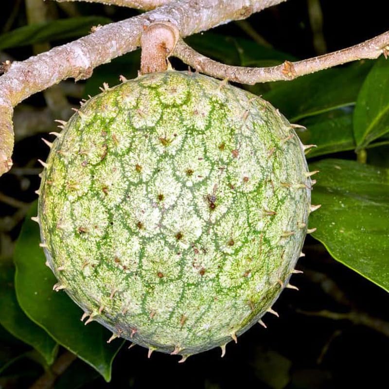Yellow Annona Muricata Mountain Soursop Tree Live Plant, Starter Size 5”-10” Seedling in Pot, Hardy, Tropical Flavor