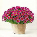 Pink-White Chrysanthemum Plants Live Starter, Mums Plants Live for Spring Blooms, Outside Growing, Hardy and Fast-Growing, Size 4-8" in Tall