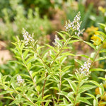 Live Lemon Verbena Herb Plant, 2-5 Inches Tall, Fragrant Culinary Herb for Containers, Raised Beds and Home Gardens