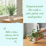 Baby Blue Eucalyptus Plant Live, Eucalyptus Tree Live Plant, 5 to 7 Inc Tall, Fragrant Foliage, Cold Hardy Eucalyptus Plant Live for Indoor Outdoor Growing