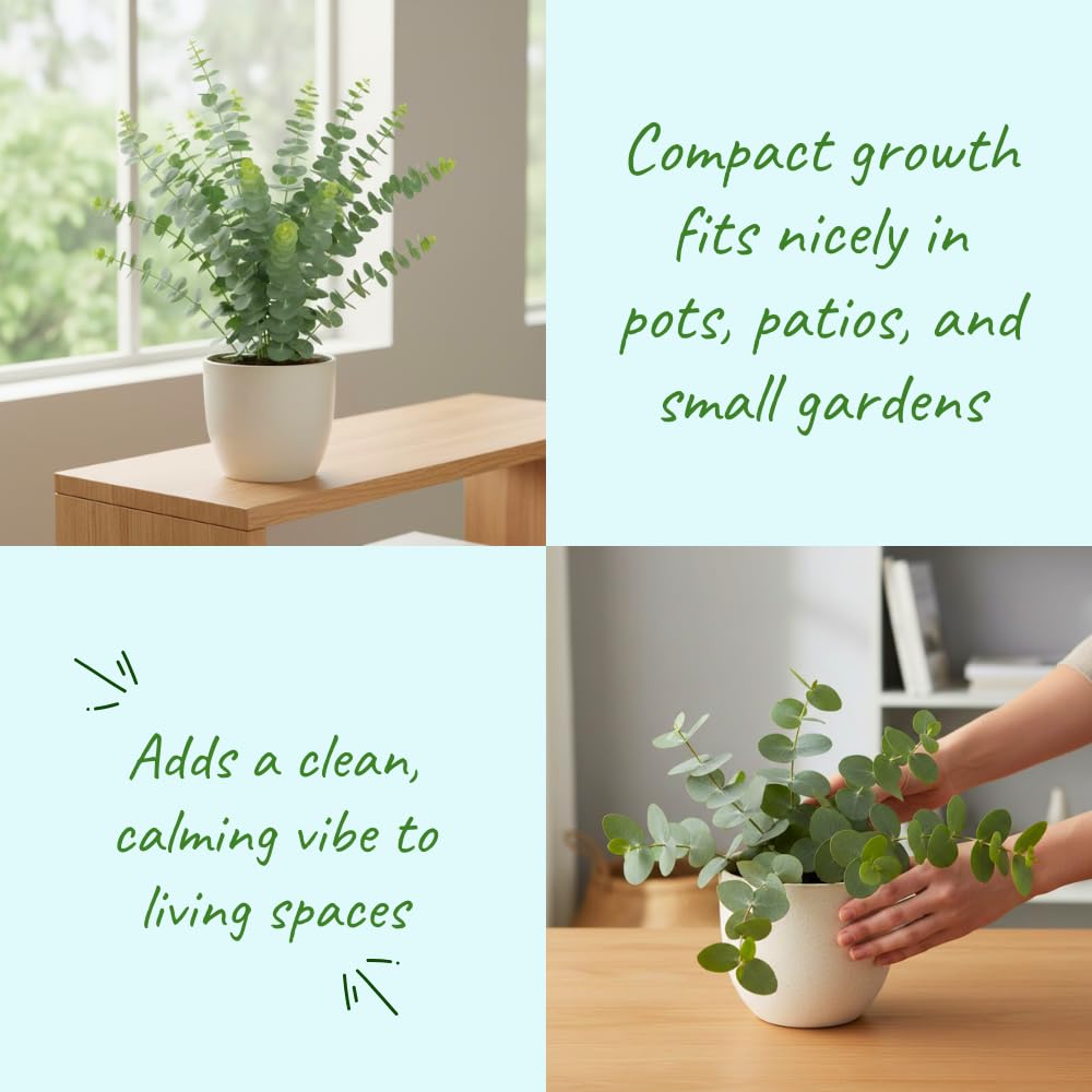 Baby Blue Eucalyptus Plant Live, Eucalyptus Tree Live Plant, 5 to 7 Inc Tall, Fragrant Foliage, Cold Hardy Eucalyptus Plant Live for Indoor Outdoor Growing