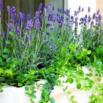 4 Blue Lavender Plants Live for Outside Planting, Perennial Bloom, Live Lavender Plants 5–9 Inches Tall with Fragrant Flowers for Spring Growing