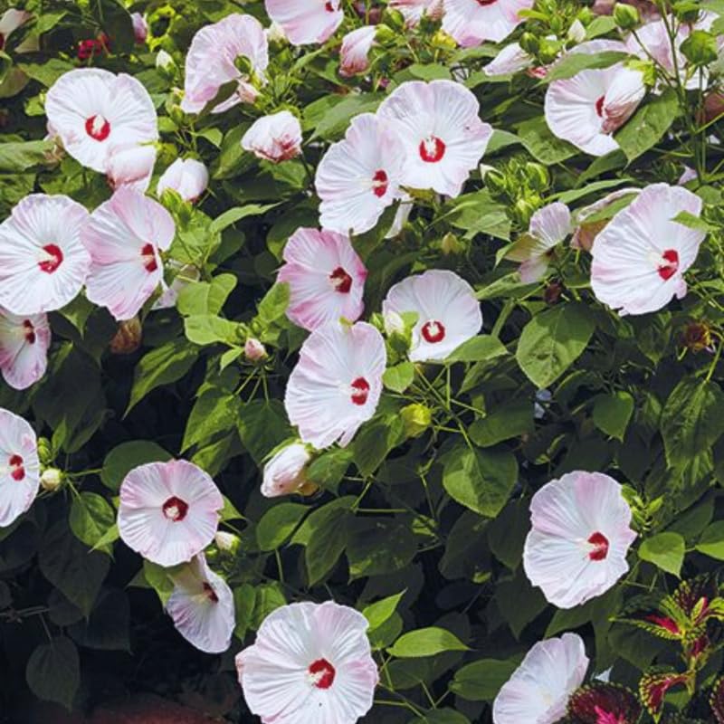 2 White Hibiscus Tree Live Plant, Hardy Hibiscus Plants Live, 4 to 7 Inches, Hibiscus Shrub Tree for Garden