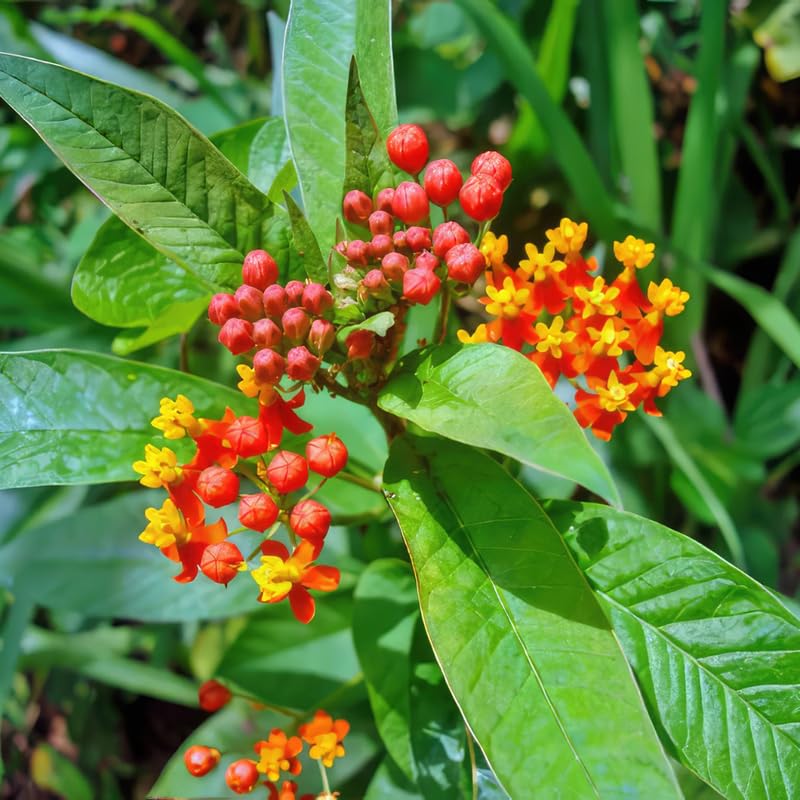 3 Deep Red Milkweed Plant Live, Asclepias Tuberosa Butterfly Bush, 4-8"