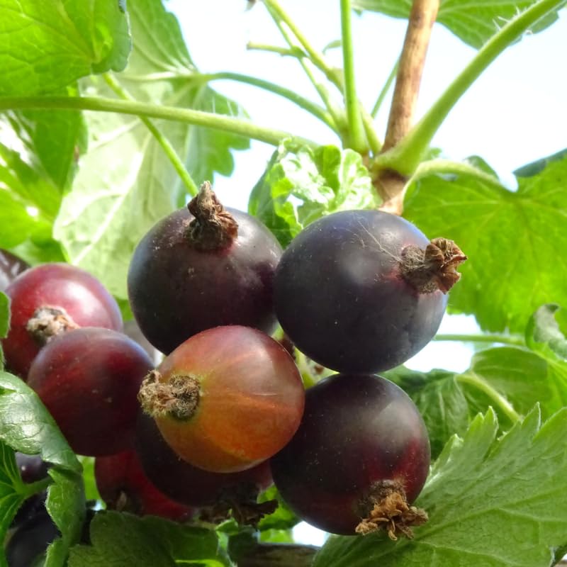 Jeanne Gooseberry Tree Plant Live, Gooseberry Bush Live, 5-10 Inch Tall, Gooseberry Plant Live for Planting Outdoors, Sweet Gooseberry Bareroots
