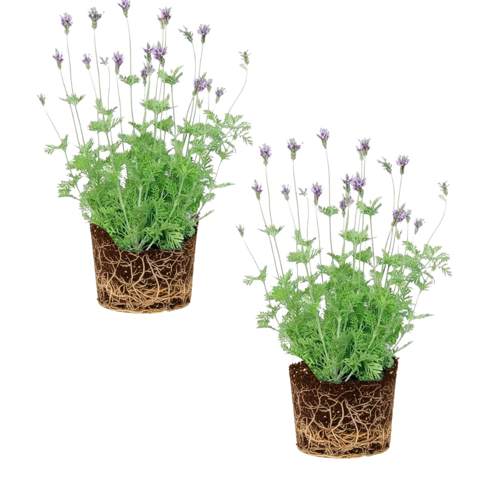 2 Lavender Plants Live Flower, Lavandula Perennial Starter Plants Plugs, 4-8" Tall for Planting Indoor Outdoor (Blue Lavender)