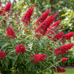 AVERAR 6 Months Old Red Butterfly Bush Live Plant, Butterfly Bushes Ready to Plant Outdoor, Buddleia Plant Bush Shrub 5-7 Inches Tall, No Pot