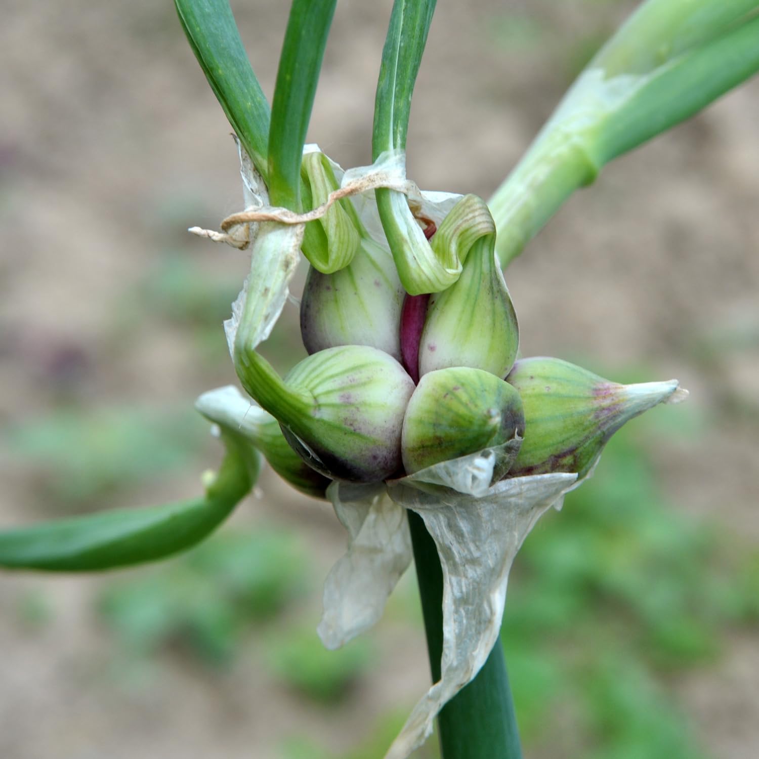 Green Walking Onions Live Plants in 4 Inch Pot, Live Egyptian Walking Onions for Planting, Heirloom Perennial Onion Bulb Plant for Outdoors, Containers, Easy to Plant