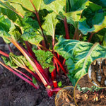 3 Victoria Rhubarb Crowns, Live Rhubarb Root for Planting, Hardy Perennial Vegetable Rootstock for Outdoor Gardens