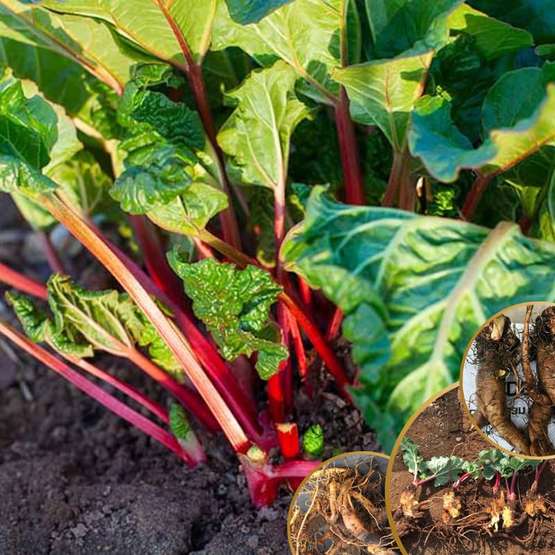 3 Victoria Rhubarb Crowns, Live Rhubarb Root for Planting, Hardy Perennial Vegetable Rootstock for Outdoor Gardens