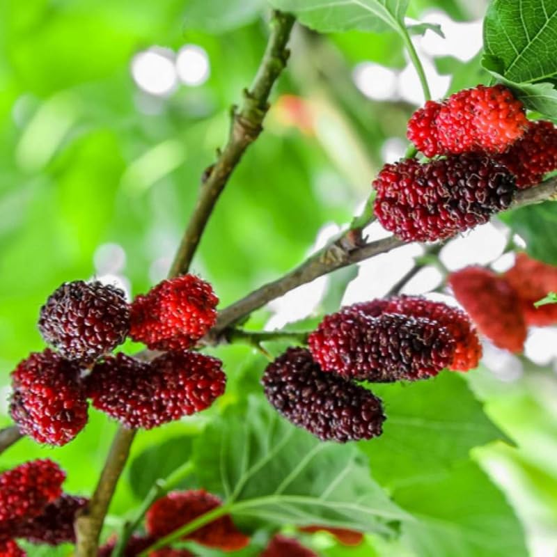 Mulberry Plant Live for Planting, 5 to 8 Inch Tall, Sweet Mulberry Tree Live Plant, Edible Mulberries Fruit Seedling for Gardneing, No Pot (Red Mulberry)
