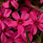Set 2 Creeping Phlox Live Plants, Perennial Phlox Flower Ground Cover Plant, Hardy Creeping Phlox 5-8 Inches (Red)