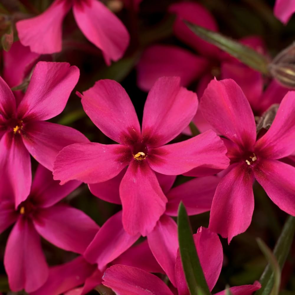 Set 2 Creeping Phlox Live Plants, Perennial Phlox Flower Ground Cover Plant, Hardy Creeping Phlox 5-8 Inches (Red)