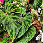 Large Heart-Shaped Philodendron Plant Live, Rare Tropical Variegated Live Indoor Houseplant, Starter Plants No Pot, 5-9" in Tall