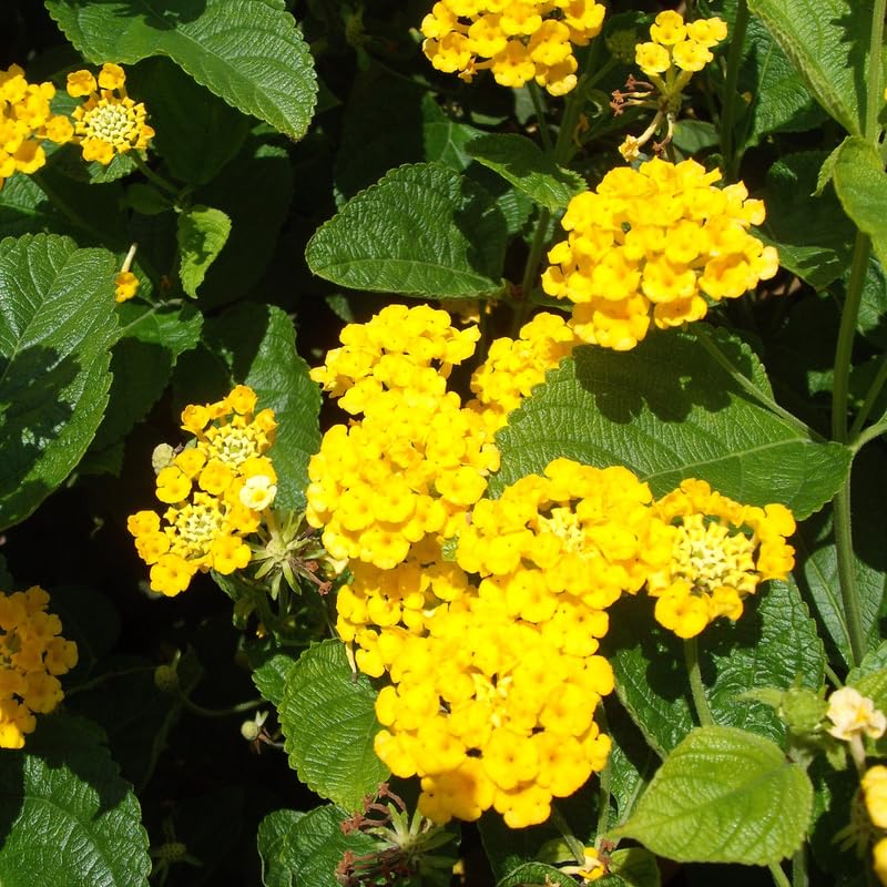 Pack 2 Lantana Live Plants for Planting, Hardy Perennial Lantana Bushes Well Rooted 4-7 Inches, Assorted Blooms (Yellow Flowers)