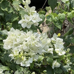 2 White Bougainvillea Plants Live, Flowering Bougainvillea Vine for Outdoor Garden or Trellis, 5-9 Inch Tall, Very Hardy