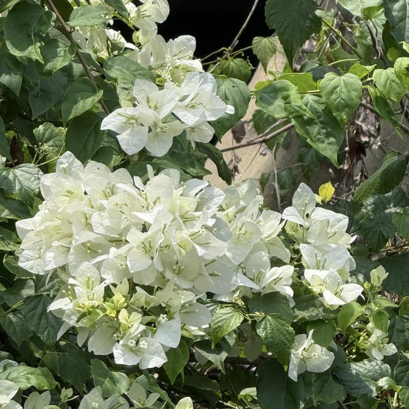 2 White Bougainvillea Plants Live, Flowering Bougainvillea Vine for Outdoor Garden or Trellis, 5-9 Inch Tall, Very Hardy