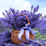 2 Live Blue Lavender Plants for Outside Planting, Perennial Lavandula Plants Live Fragrant Flowers, Well-Rooted 5-8" for Spring Bloom