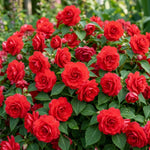 Impatiens Plant Live, Red Double Impatiens Plant, 4-8 Inches Tall, Vibrant Perennial Flowers for Containers, Hanging Baskets and Garden Borders