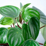 Watermelon Peperomia Plant Live, Rare Peperomia Houseplant Live, Ripple Foliage, 3 to 5 Inches Tall, Ideal for Home and Office Decoration