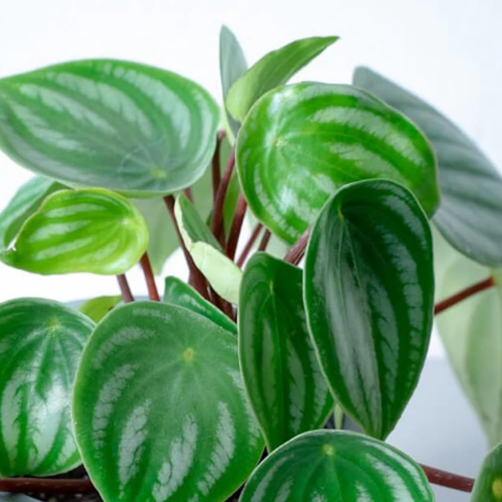 Watermelon Peperomia Plant Live, Rare Peperomia Houseplant Live, Ripple Foliage, 3 to 5 Inches Tall, Ideal for Home and Office Decoration