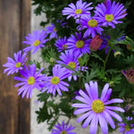 2 Aster Plants Live, Asters Perennial Live Plants, 5 to 7 Inc Tall, Flower Plant for Gardening (Purple)