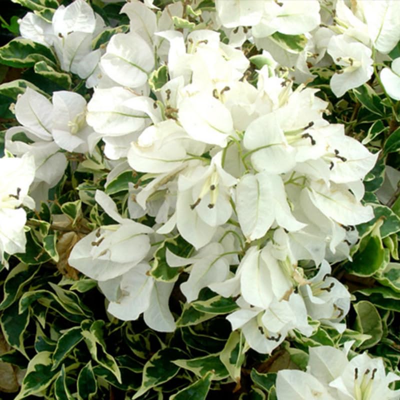 Set Vanilla Ice 2 Bougainvillea Live Plants 4-7 Inches Tall, Vibrant Bumgainvillea Flowering Vines for Garden, Patio Containers and Indoor Growing