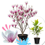 02 Saucer Magnolia Tree Live Plant in 2.5" Pot, 1 Year Old Well-Rooted Tree, Cold Hardy, Magnolia Shrub for Spring Planting, Fast-Growing