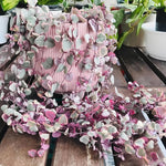 Ceropegia Woodii Variegated String of Hearts Live Plant, in Pot, Trailing Succulent Plant, Hanging Vine Live Indoor Houseplant