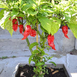 Pack 2 Red Ghost Pepper Plants, Live Red Ghost Pepper Plants for Growing, 80 Days Old Plant