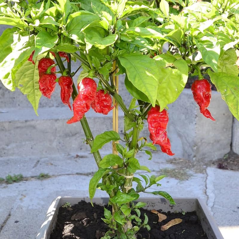 Pack 2 Red Ghost Pepper Plants, Live Red Ghost Pepper Plants for Growing, 80 Days Old Plant