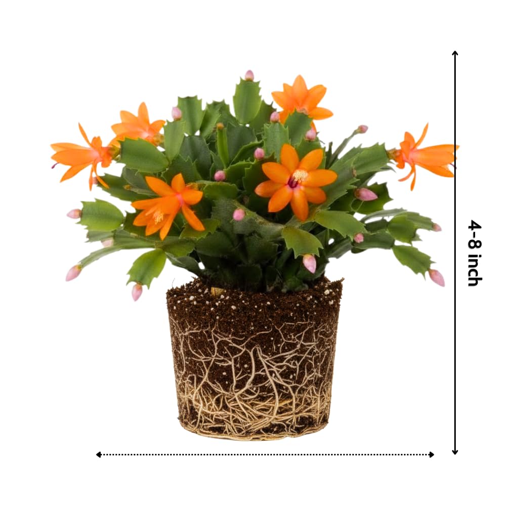 Christmas Cactus Plant, Thanksgiving Cactus in 4” Pot, Colorful Holiday Blooms, Indoor Gardens Growing (Orange Christmas Cactus)