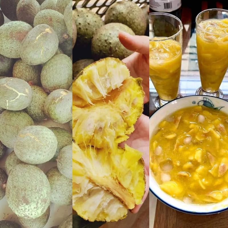Yellow Annona Muricata Mountain Soursop Tree Live Plant, Starter Size 5”-10” Seedling in Pot, Hardy, Tropical Flavor