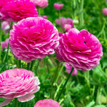 Pack of 30 Ranunculus Bulbs for Spring Planting, Ranunculus Bulbs for Planting, Spring Blooms Vibrant Perennial Bulbs for Garden Borders (Pink Ranunculus)